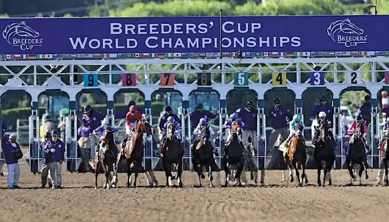 Horses launch out of the starting gate at the Breeders’ Cup World Championships.