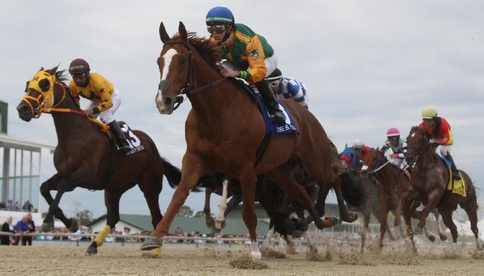 2022 Tampa Bay Derby Odds and Picks