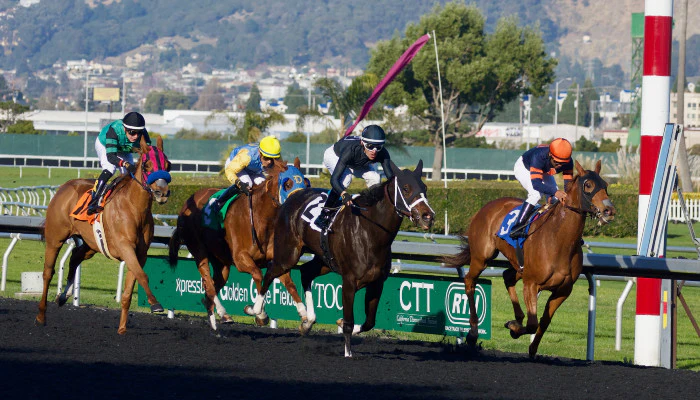 Cómo leer las probabilidades en carreras de caballos