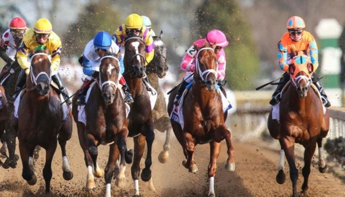 win place show horse betting gui