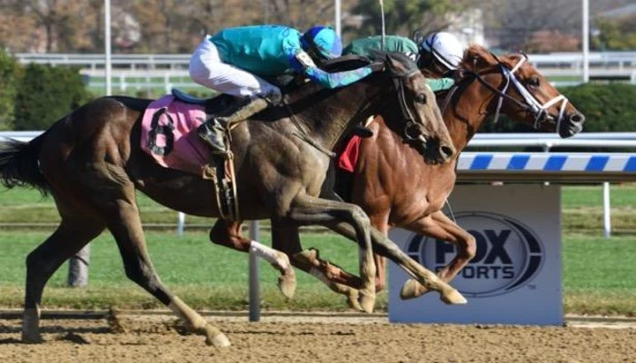 Betting Saturday’s Live Race Card at Aqueduct